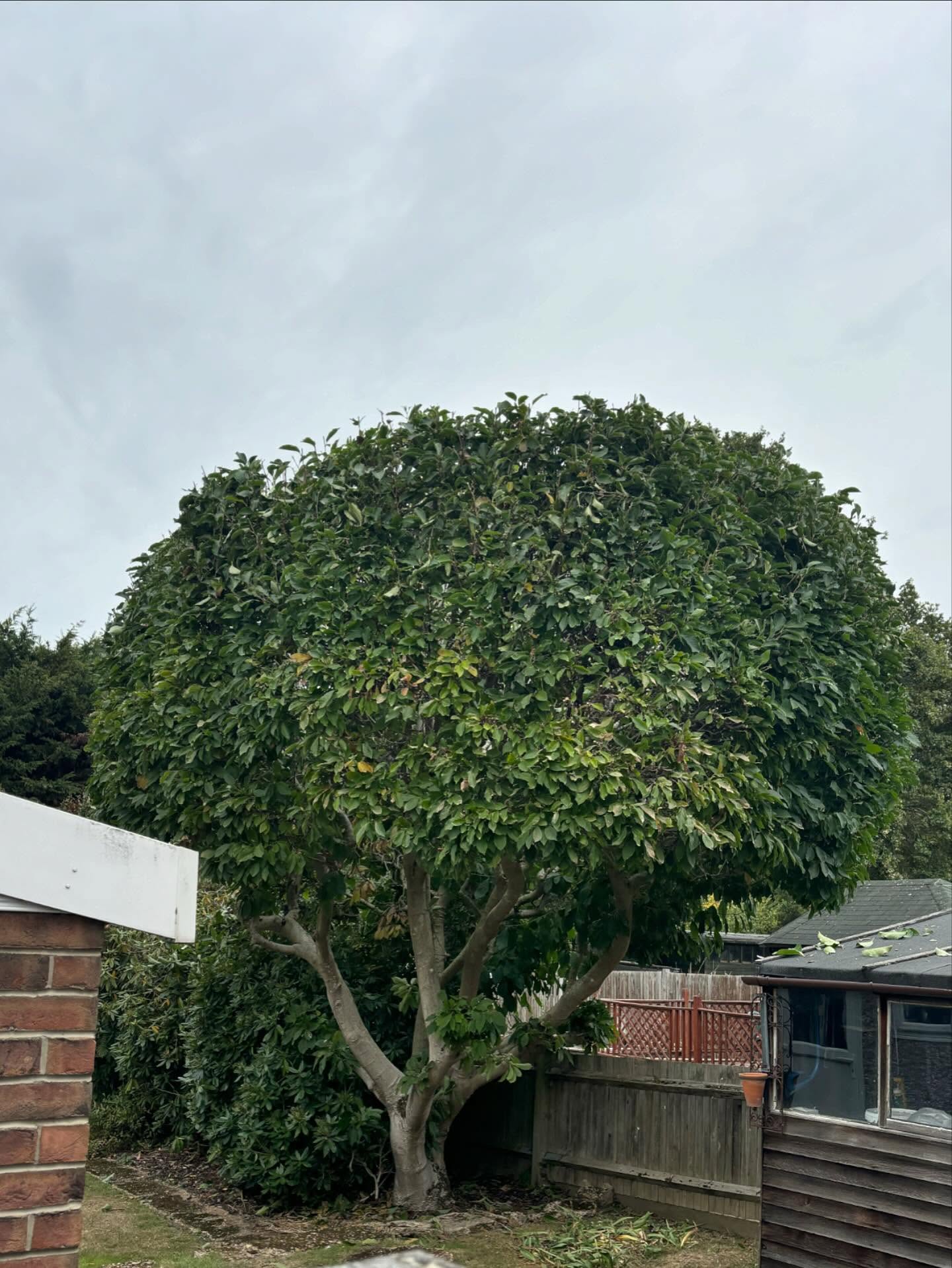 Hedge trimming work result
