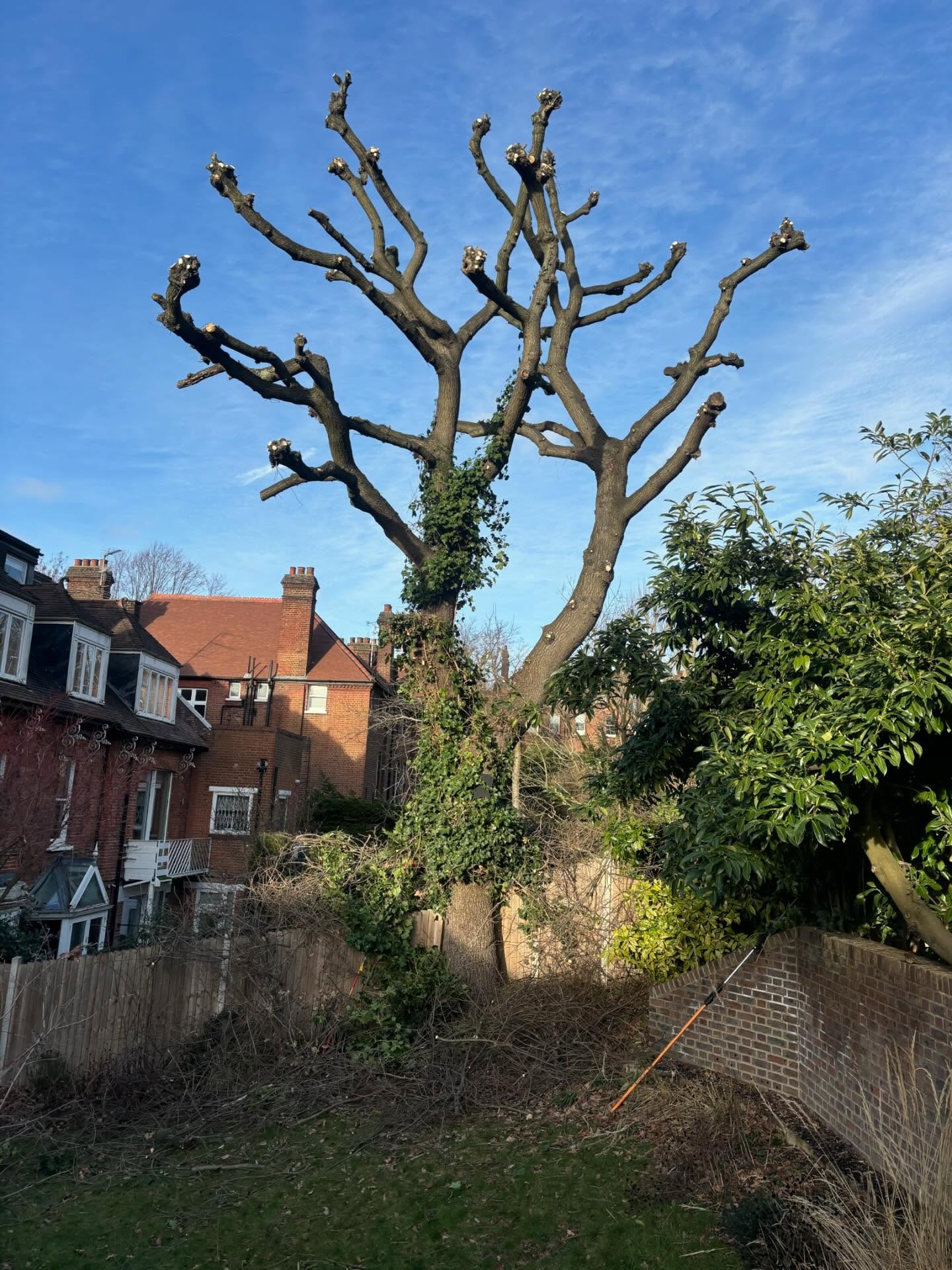 After Tree Surgery