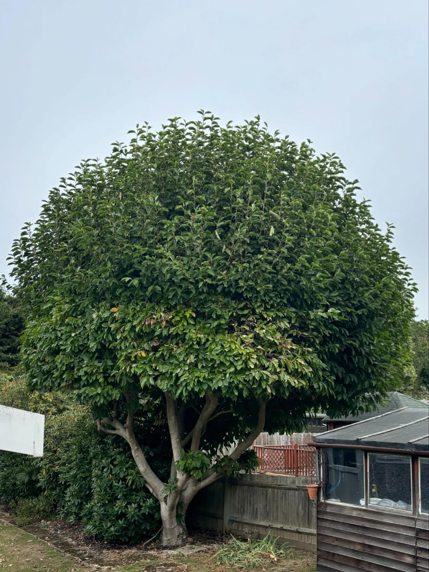 Before Crown Reduction