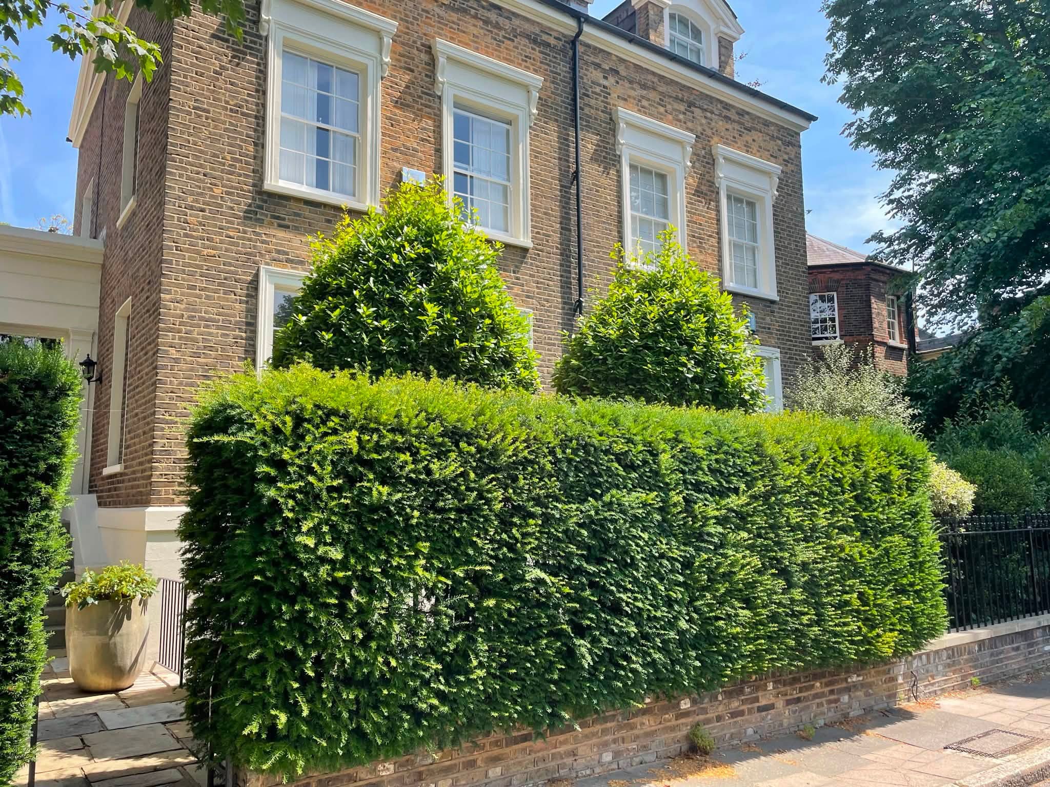 Before Hedge Maintenance