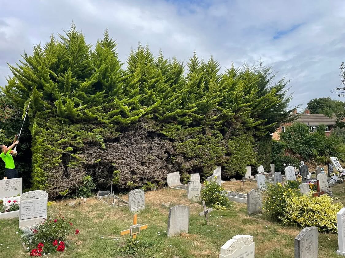 Before Hedge Reduction