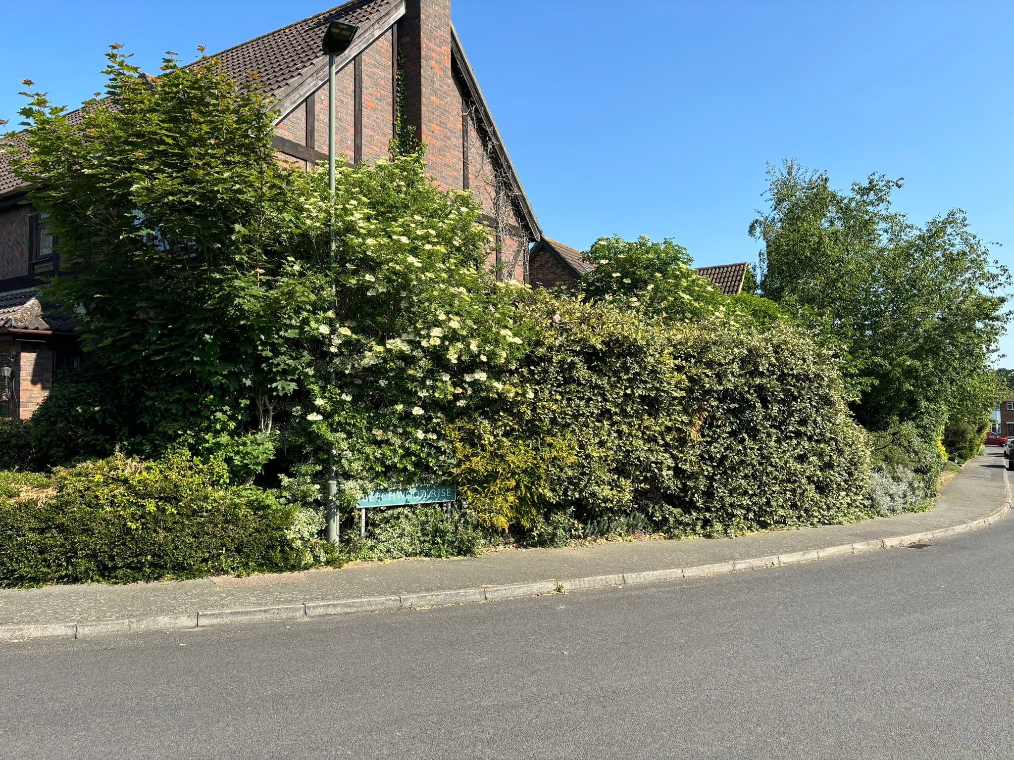 Before Hedge Trimming