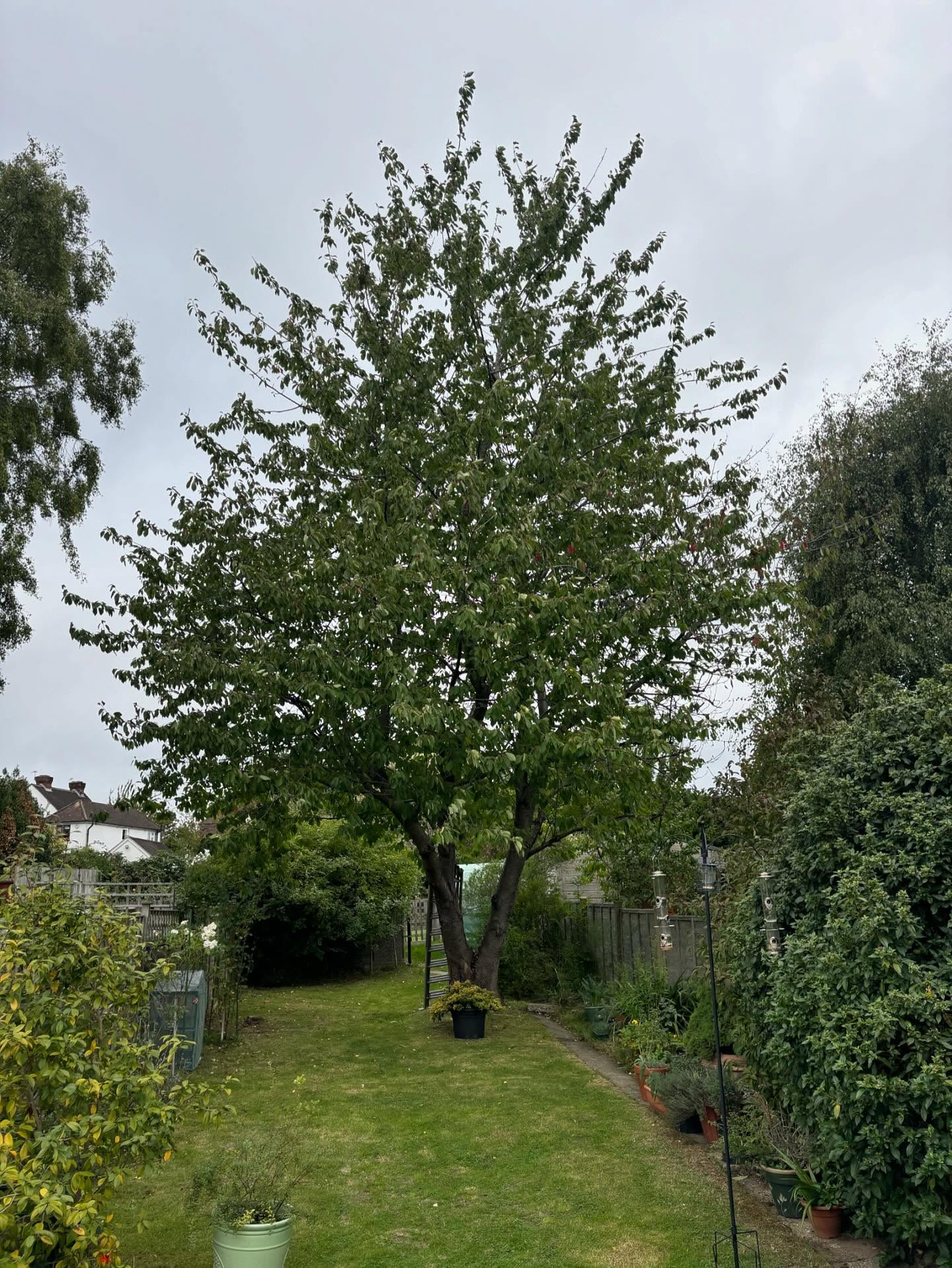Before Tree Pruning