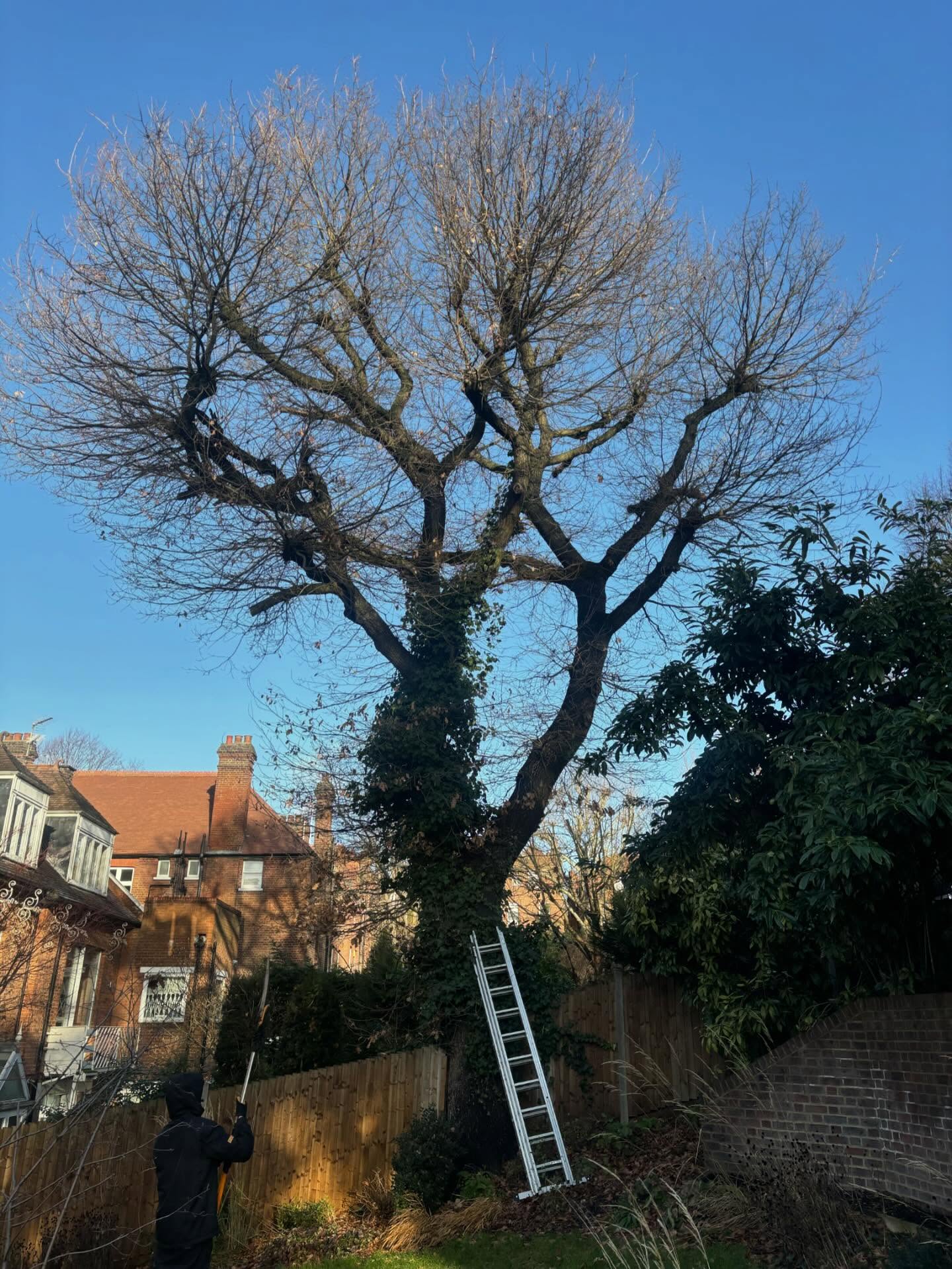 Before Tree Surgery